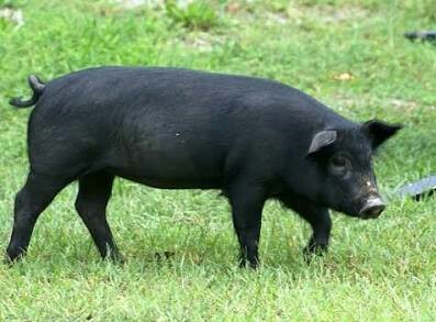 डुक्कर पालन करणाऱ्यांवर फौजदारी गुन्हा दाखल करण्याचे पिंपरी महापालिका आयुक्तांचे आदेश