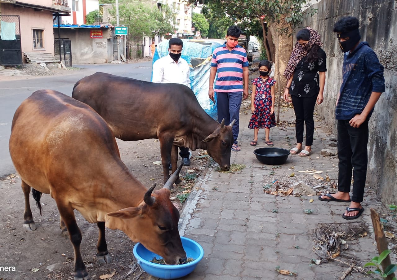 सांगवीत जनावरांसाठी चारा-पाण्याची व्यवस्था; शिवशक्ती व्यायाम मंडळाचा पुढाकार