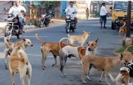 मोहननगर, चिंचवड स्टेशन परिसरातील मोकाट कुत्र्यांचा बंदोबस्त करा - मारूती भापकर