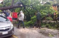 पिंपळे सौदागरमध्ये कारवर झाड कोसळले, थेरगावातही रस्त्यावर झाड पडल्याची घटना