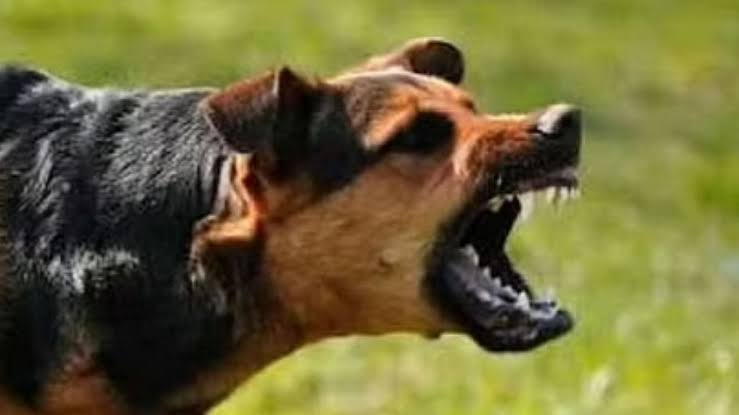 संत तुकारामनगर येथे भटक्या कुत्र्याच्या हल्ल्यात ६ वर्षीय मुलगा जखमी