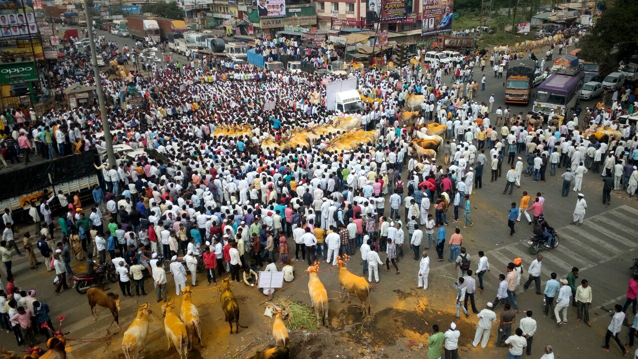 बैलगाडा मालक आक्रमक; चाकण चौकात चक्काजाम