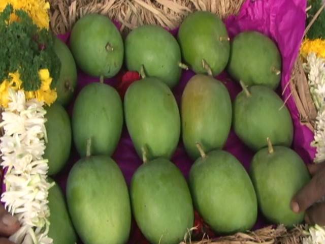 हंगामापूर्वीच हापूस आंबा बाजारात दाखल; मिळाला विक्रमी भाव