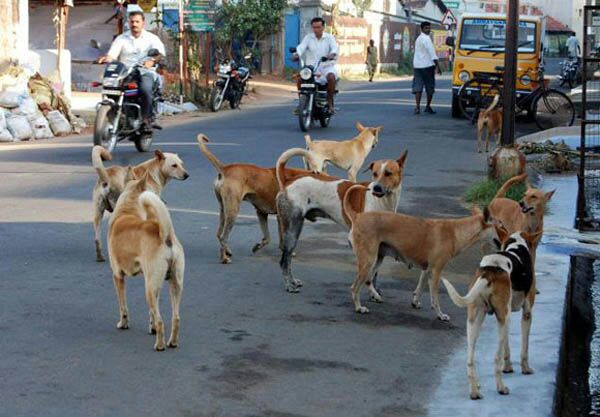 शहरातील भटक्या कुत्र्यांचा बंदोबस्त करा; राष्ट्रवादीचे उपाध्यक्ष अमित बच्छाव यांची मागणी
