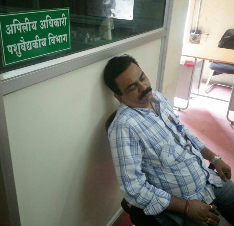 पिंपरी महापालिकेचा पशुवैद्यकीय विभाग 'गाढ झोपेत'...