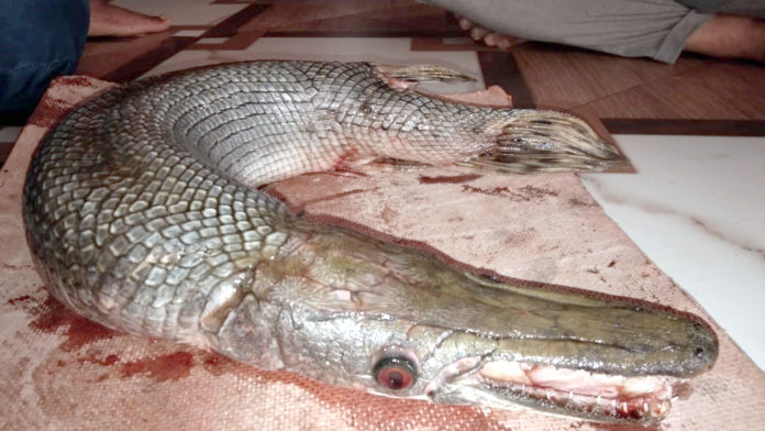 पवना धरणात आढळला घातक 'अॅलीगेटर' मासा