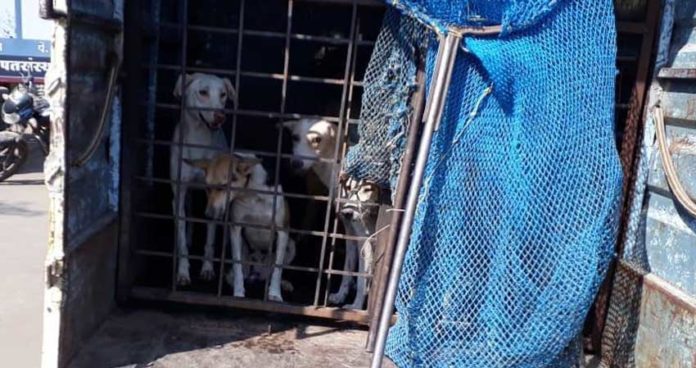 थेरगावात वर्षभरात चारच श्‍वान जेरबंद