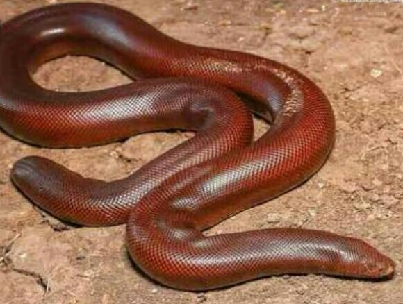 विक्रीसाठी आणलेले ४ लाखांचे मांडूळ मोशी येथे पकडले; दोघांना अटक