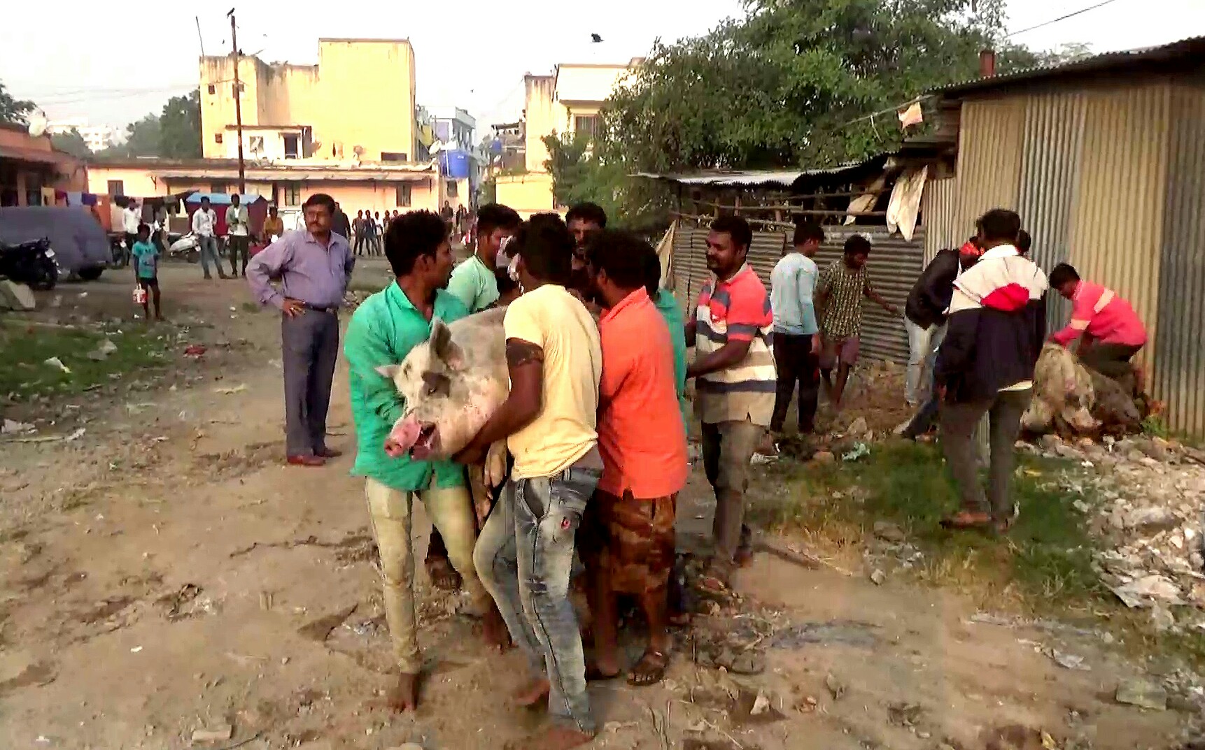 'डुक्कर मुक्त' पिंपरी चिंचवड मोहिम; महापालिकेने एकाच दिवशी पकडली १०८ डुकरे