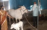 माजी विरोधी पक्षनेते मच्छिंद्र तापकीर यांच्या गाईला झालायं 'कोविड'..!
