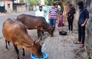सांगवीत जनावरांसाठी चारा-पाण्याची व्यवस्था; शिवशक्ती व्यायाम मंडळाचा पुढाकार