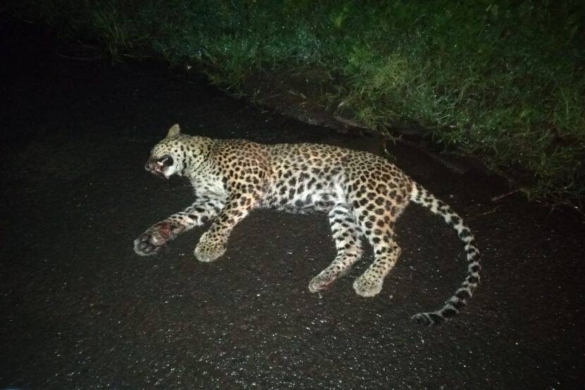 कात्रज बोगद्याजवळ वाहनाच्या धडकेत बिबट्याचा मृत्यू