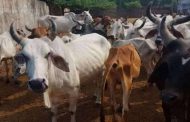 देहूरोड मामुर्डी येथे जिवंत बैलांसह २२० किलो मांसाचा टेम्पो पकडला..!