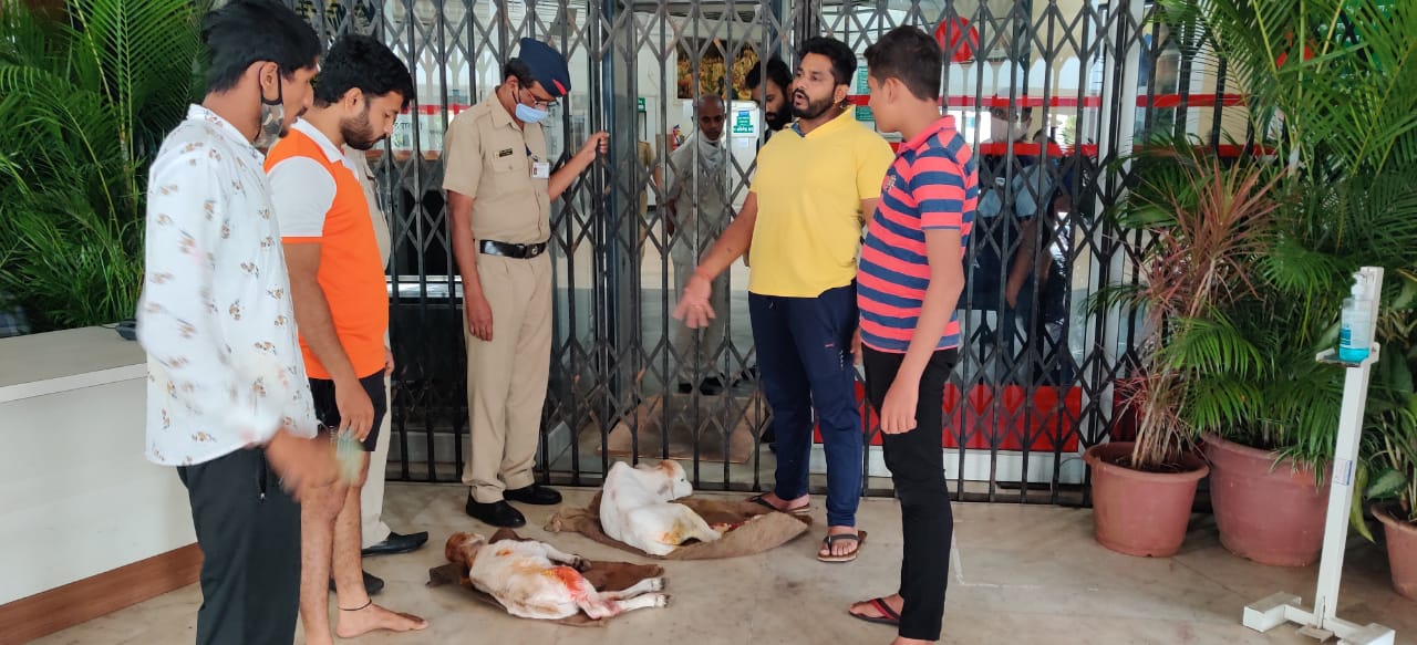जखमी वासरांना उपचार न मिळाल्यामुळे बजरंग दलचे महापालिकेच्या प्रवेशव्दारावर आंदोलन