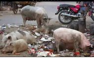 पिंपरी चिंचवड शहरात डुकरांचा प्रादुर्भाव वाढला; सोमवारपासून महापालिका डुकरे पकडण्याची मोहिम राबविणार