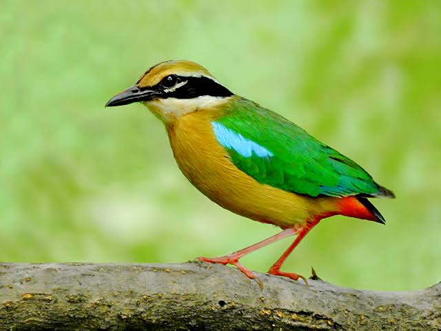 'नवरंग'चे चिंचवडमध्ये प्रथमच दर्शन..!