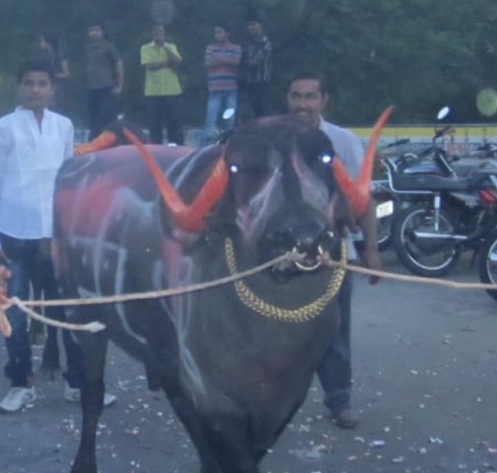 दिवाळी पाडव्यानिमित्त चिंचवडमध्ये होणारा गवळी समाजाचा 'सगर उत्सव' रद्द..!