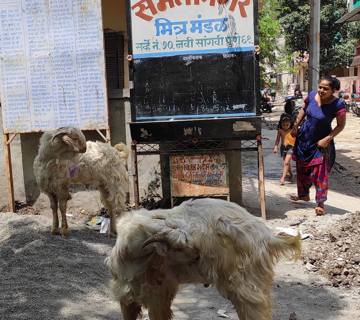 नवी सांगवी परिसरात बोकडांची दहशत..!