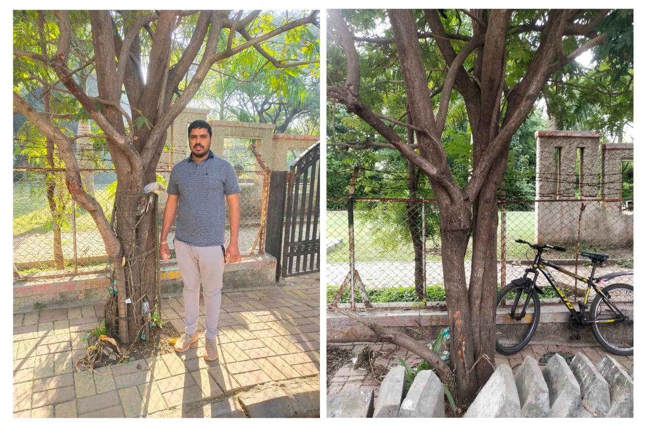 उद्यान विभागाने झाडां भोवतालच्या लोखंडी जाळ्या हटविल्या; स्वीकृत नगरसदस्य दिनेश यादव यांच्या पाठपुराव्याला यश