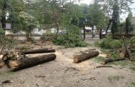 संत तुकारामनगरमध्ये ३६ झाडांची कत्तल; शिवसेनेकडून कठोर कारवाईची मागणी