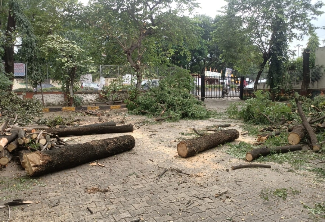 संत तुकारामनगरमध्ये ३६ झाडांची कत्तल; शिवसेनेकडून कठोर कारवाईची मागणी