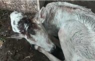 Video : पिंपरीत जन्माला आलं दोन तोंडाचं वासरू