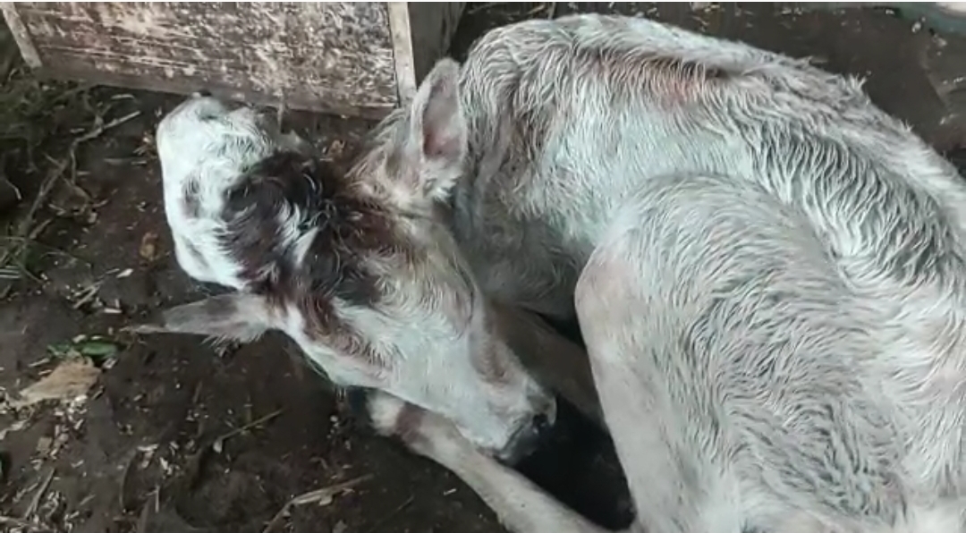 Video : पिंपरीत जन्माला आलं दोन तोंडाचं वासरू