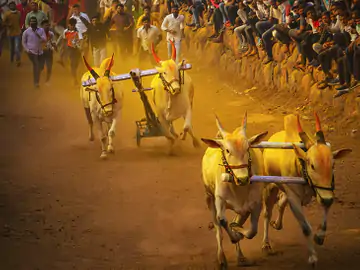 चिखलीत बैलगाडा शर्यत आयोजित केल्याप्रकरणी गुन्हा दाखल