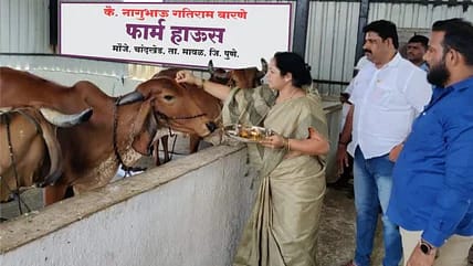 गरजू शेतकऱ्यांना गोधन भेट देऊन मदतीचा हात; गोसंवर्धनासाठी घेतलेल्या पुढाकाराबद्दल माया बारणे, संतोष बारणे यांचे सर्वत्र कौतुक