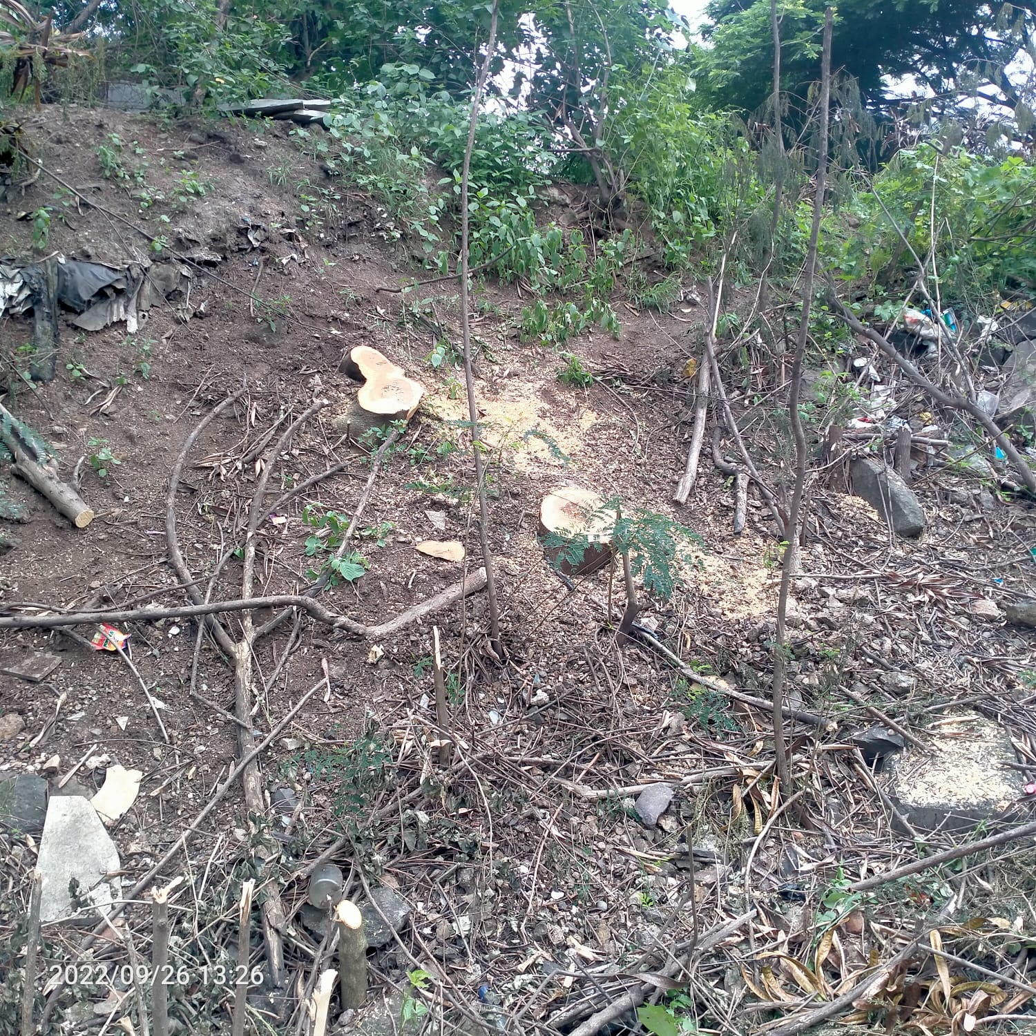 चिखली प्राधिकरण येथे मोठ्या प्रमाणावर अवैधरित्या वृक्षतोड; अपना वतन संघटनेची तक्रार