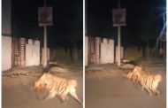 चऱ्होलीमध्ये तरसाचा वावर, परिसरात भीतीचे वातावरण