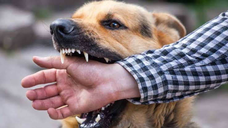 कुत्र्याने लचका तोडला, मालक महिलेवर गुन्हा दाखल; पिंपळे सौदागर येथील घटना