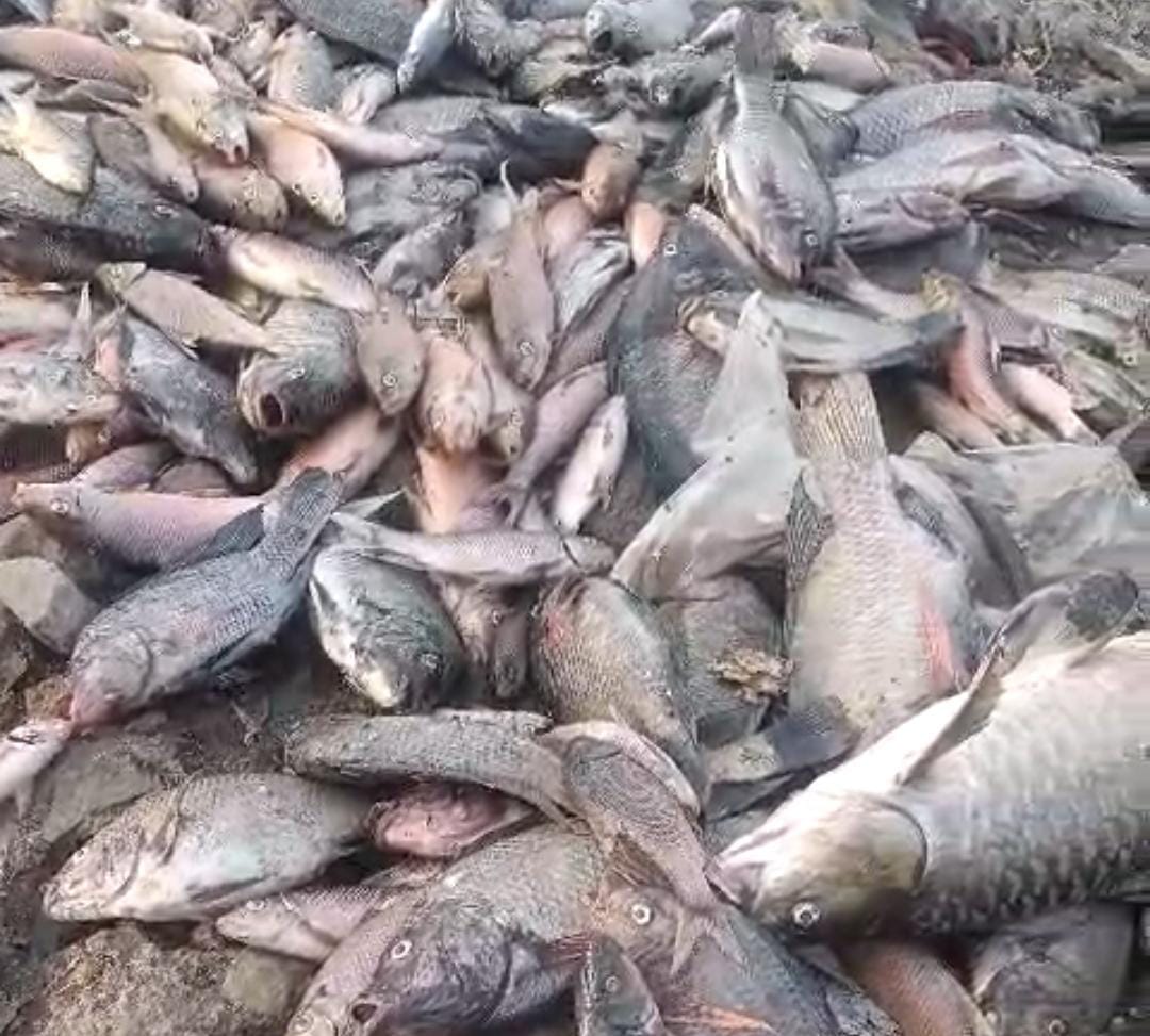 इंद्रायणी नदीत मृत माशांचा खच..