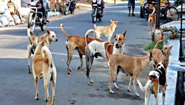 मोकाट कुत्र्यांचा बंदोबस्त करण्यासाठी धोरण ठरवा; आमदार महेश लांडगे यांची मागणी