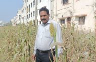 पिंपळे गुरवमध्ये शेतकऱ्याने पाखरांसाठी सोडली 'एकरभर ज्वारी'
