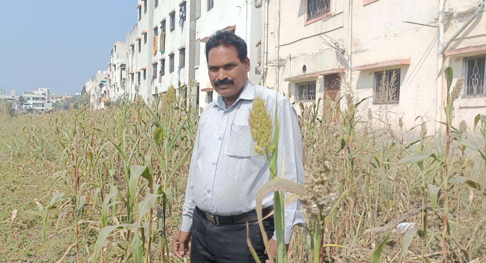 पिंपळे गुरवमध्ये शेतकऱ्याने पाखरांसाठी सोडली 'एकरभर ज्वारी'