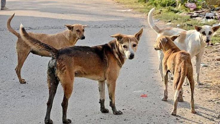 पिंपरी चिंचवड शहरातील भटक्या कुत्र्यांचा प्रश्न ऐरणीवर; राष्ट्रवादी युवक काँग्रेसच्या पदाधिकाऱ्यांचा महापालिका प्रशासनाला इशारा