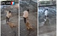 आकुर्डी येथे सायबेरियन हस्की कुत्र्याची क्रूरपणे मारहाण करून हत्या