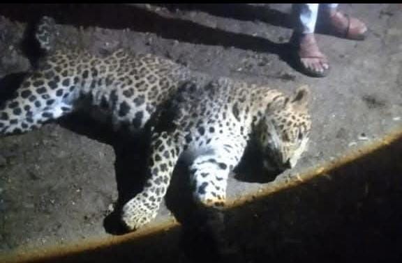 अखेर 'त्या' नरभक्षक बिबट्याचा शार्प शूटरकडून खात्मा