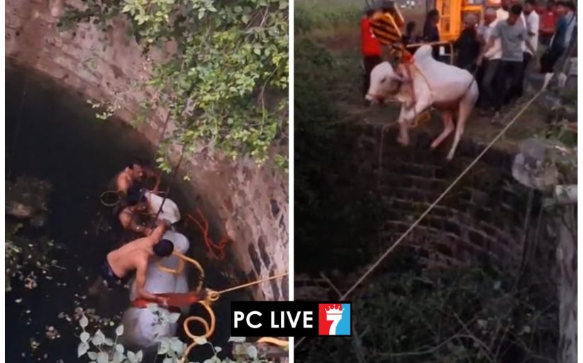 विहिरीत पडलेल्या बैलाची सुखरूप सुटका; पिंपरी चिंचवड महापालिकेच्या अग्निशमन पथकाचे कौशल्यपूर्ण रेस्क्यू!