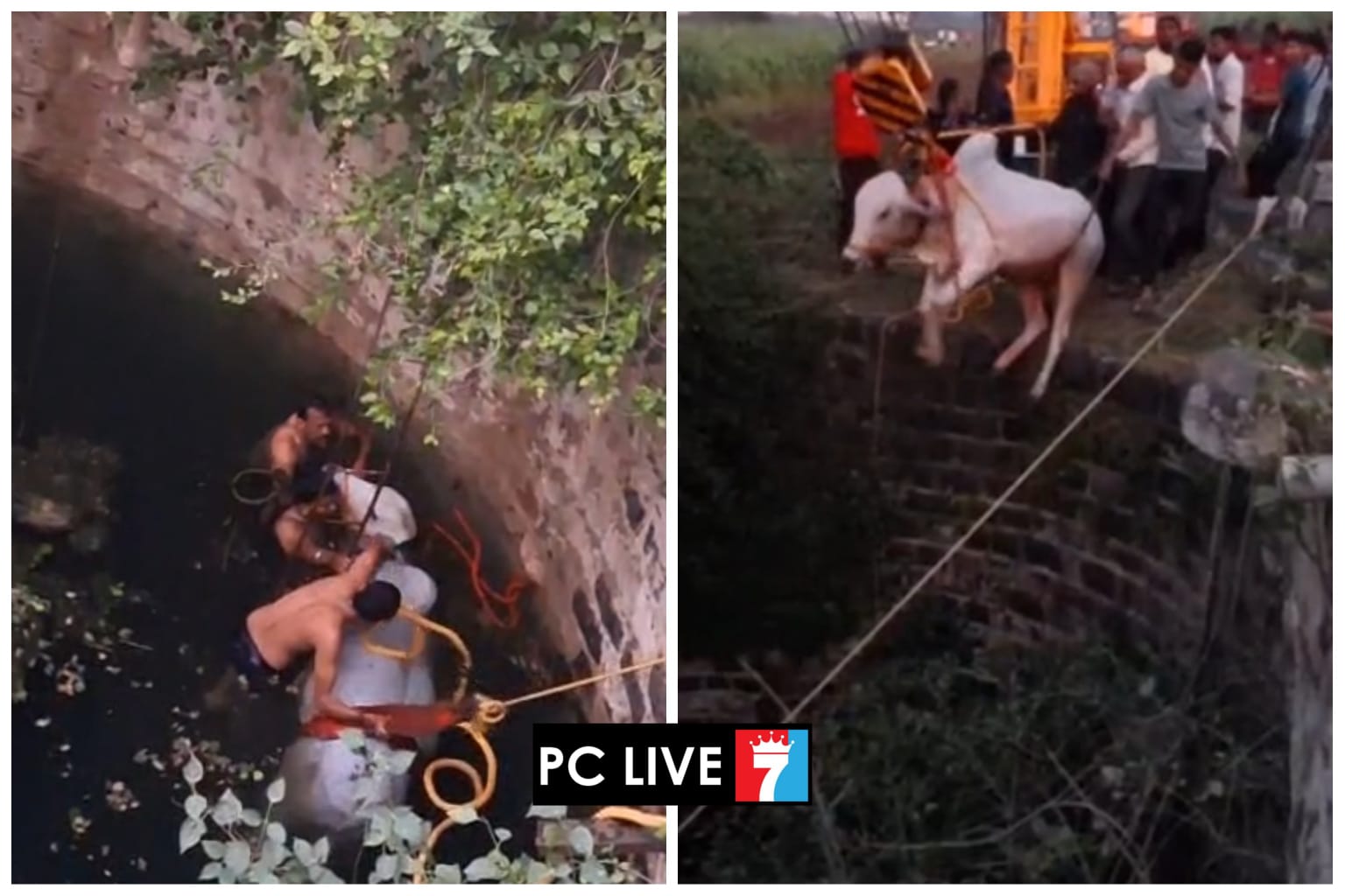 विहिरीत पडलेल्या बैलाची सुखरूप सुटका; पिंपरी चिंचवड महापालिकेच्या अग्निशमन पथकाचे कौशल्यपूर्ण रेस्क्यू!