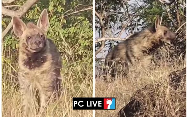 गहुंजे स्टेडियमच्या जवळ घोरावडेश्वर डोंगराच्या पायथ्याला तरसाचे दर्शन