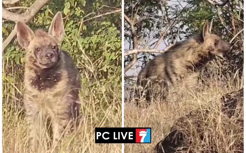 गहुंजे स्टेडियमच्या जवळ घोरावडेश्वर डोंगराच्या पायथ्याला तरसाचे दर्शन