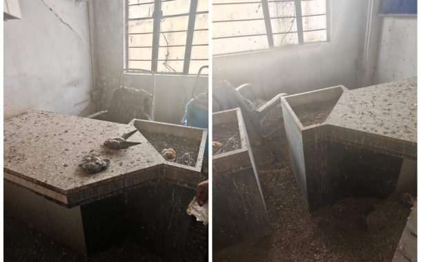 महापालिकेने सीलबंद केलेल्या व्यापारी गाळ्यात दहा पोती कबुतरांची विष्ठा; नगरसेवक राजू मिसाळ यांच्या पुढाकारातून स्वच्छता मोहीम