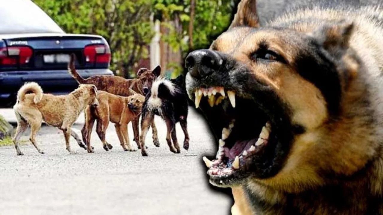 महापालिकेच्या सर्वसाधारण सभेत भटक्या कुत्र्यांचा मुद्दा गाजला; कुत्र्यांच्या हल्ल्यांची आकडेवारी अचंबित करणारी