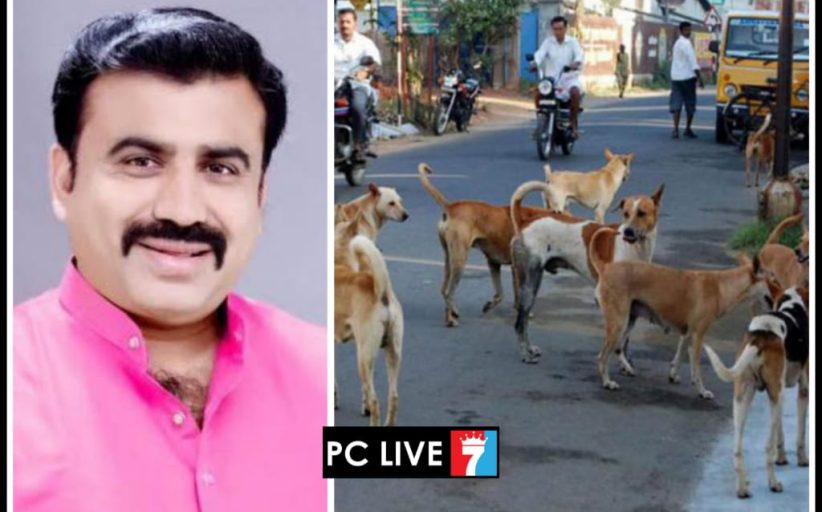 पिंपरी-चिंचवडमध्ये भटक्या कुत्र्यांचा हैदोस; नागरिकांच्या सुरक्षेचा प्रश्न ऐरणीवर