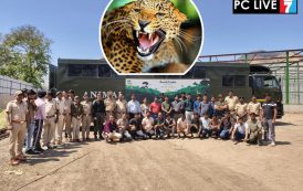 जुन्नर 'माणिकडोह' येथील २० बिबट्यांचे गुजरातमधील ‘वनतारा’ केंद्रात स्थलांतर