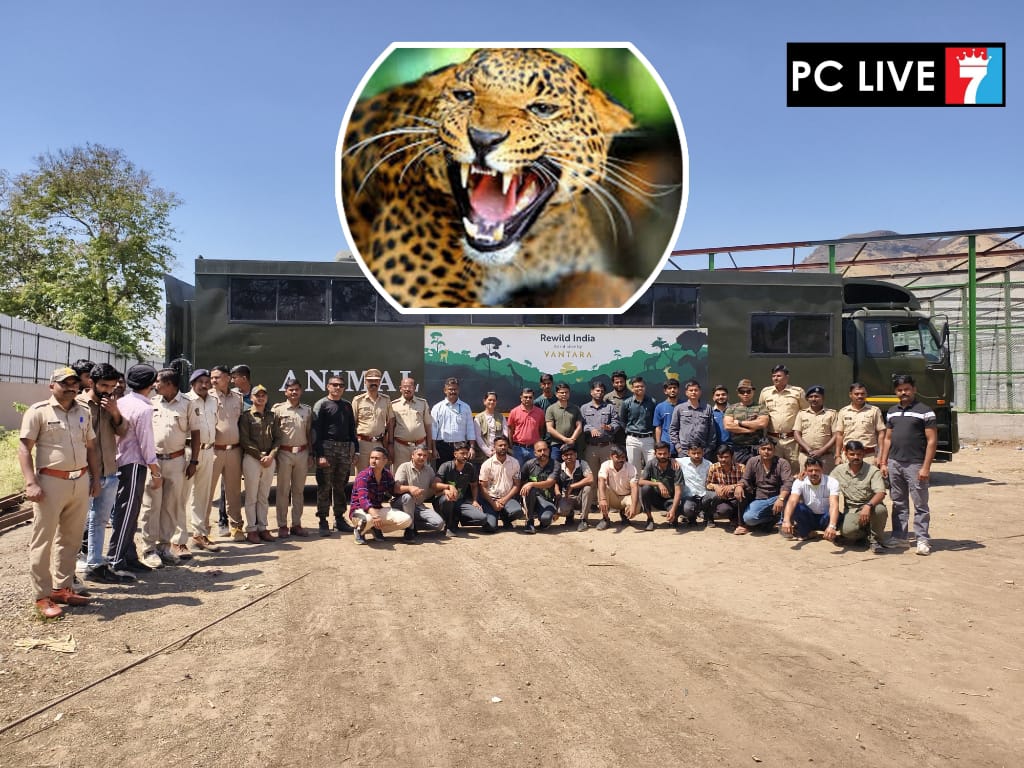 जुन्नर 'माणिकडोह' येथील २० बिबट्यांचे गुजरातमधील ‘वनतारा’ केंद्रात स्थलांतर