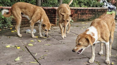 कुत्र्यांना खाऊ घालण्यावरून चिखलीत महिलेला मारहाण; दाम्पत्याला अटक