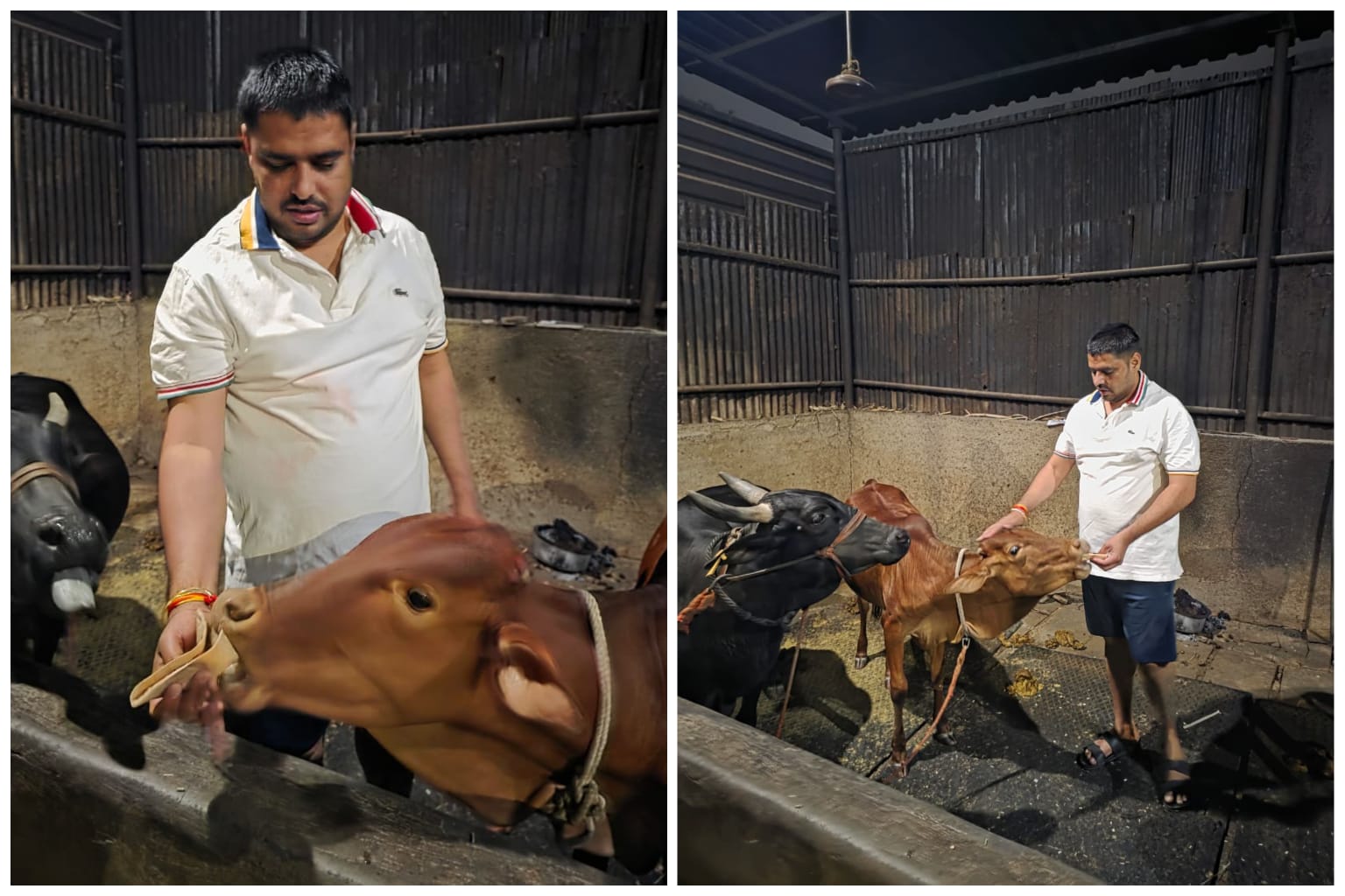 गोसेवेचा अनोखा संदेश; भाजपा युवा मोर्चा शहराध्यक्ष दिनेश यादव यांनी “सिंधु” गाईचा वाढदिवस केला उत्साहात साजरा